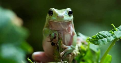 What Do Green Tree Frogs Eat? - IMP WORLD