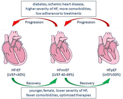 Frontiers | Heart Failure With Mid-range Ejection Fraction: A Distinctive Subtype or a ...