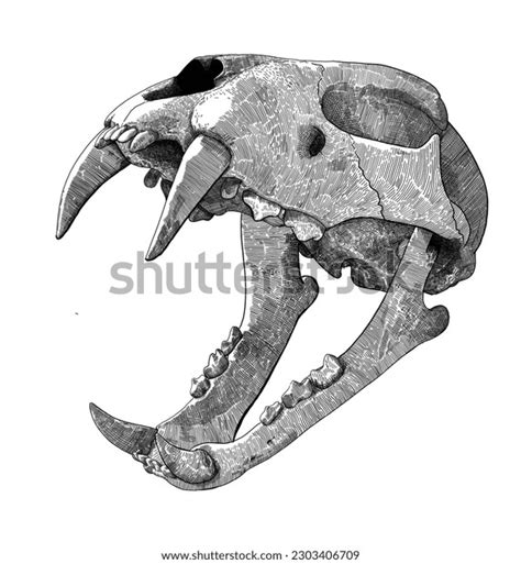 Saber Tooth Tiger Drawing: Over 579 Royalty-Free Licensable Stock ...