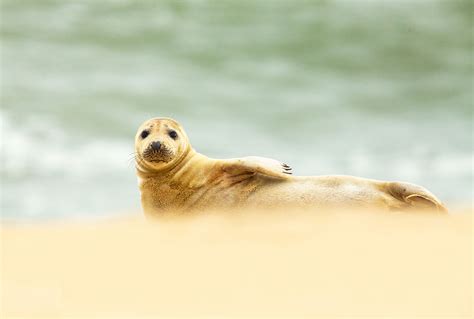 Grey Seals - Nigel Spencer Photography