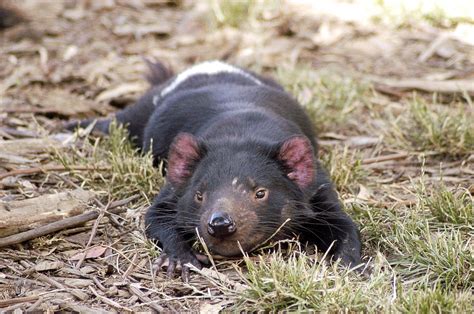 Tasmanian Devils and Devil Facial Tumor Disease (DFTD) - HubPages