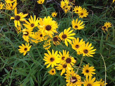 Florida Wildflowers: Narrowleaf Sunflower | Growing flowers, Wild flowers, Yellow flowers