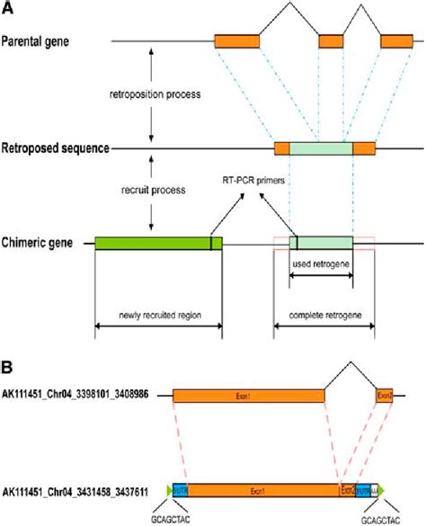 Figure 1 from High Rate of Chimeric Gene Origination by Retroposition in Plant Genomes[W ...