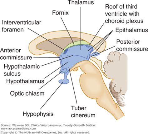 Diencephalon | Neupsy Key