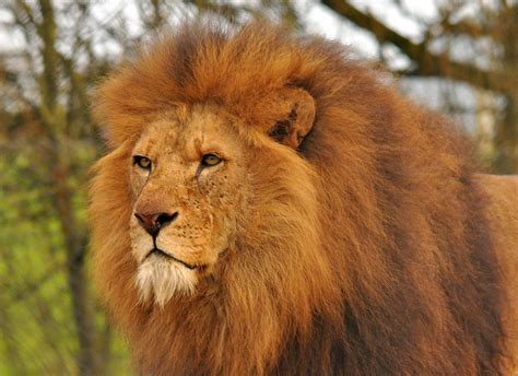 Gary Jones Wildlife Photography: South Lakes Wild Animal Park