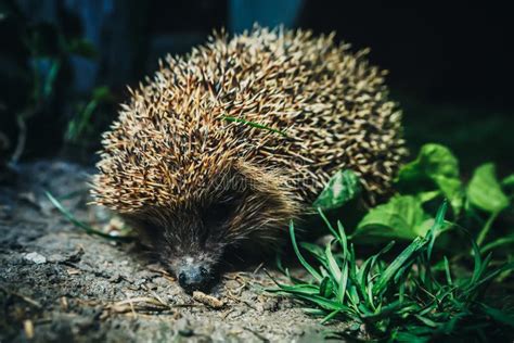 Hedgehog in Natural Habitat in Evening Time Stock Photo - Image of wild, evening: 244291326