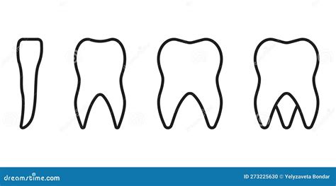 Types of Human Teeth Line Icon. Tooth Anatomy Linear Pictogram. Incisor ...