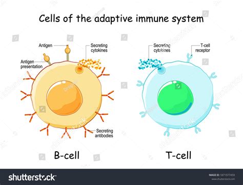 T Lymphocytes Diagram