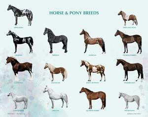 Downloadable Horse & Pony Tack, Bits & Breed Identification Guide