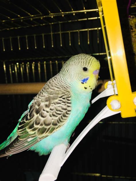 Budgie Sounds Meaning | Budgie Sounds | Budgies | Guide | Omlet UK