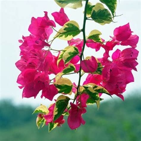 Bougainvillea Pink Color | ubicaciondepersonas.cdmx.gob.mx