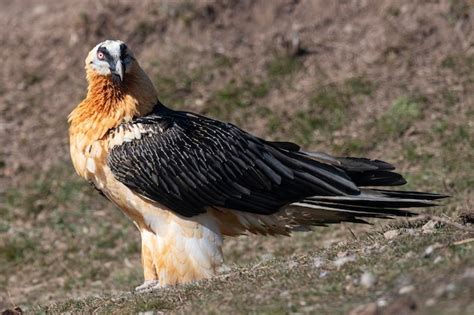 Premium Photo | Lammergeier gypaetus barbatus lerida spain