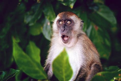 25 Remarkable Types of Monkeys (Names, Photos and More) - Outforia