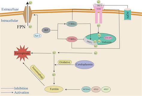 Frontiers | The mechanism of ferroptosis in early brain injury after subarachnoid hemorrhage