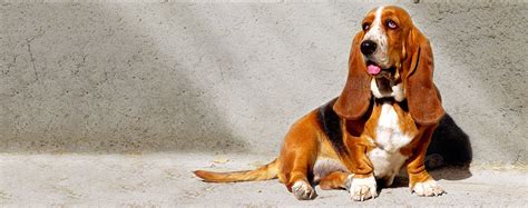 The Fox and the Hound Dog Names | Popular Male and Female Names | Wag!