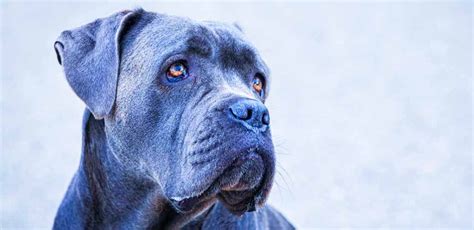 What Is Difference Between Italian Mastiff And Cane Corso