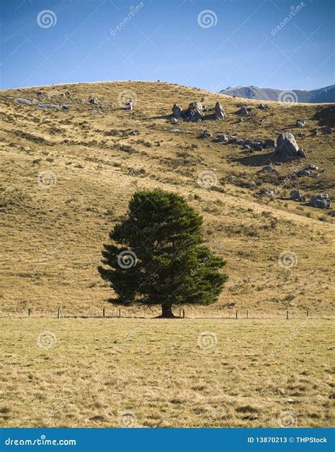 Lone Tree stock image. Image of space, paddock, contrast - 13870213