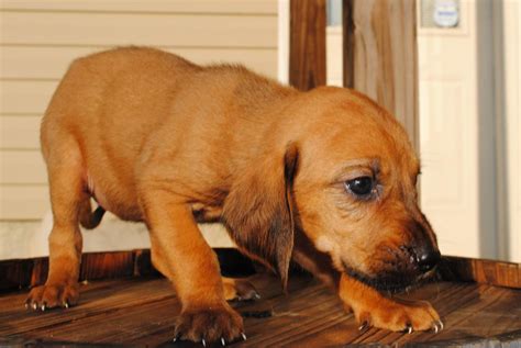 Bloodhound Puppies For Sale Florida - Cute Puppies