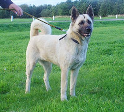 Akita Shepherd (Akita x German Shepherd Mix), Temperament, Puppies, Pictures