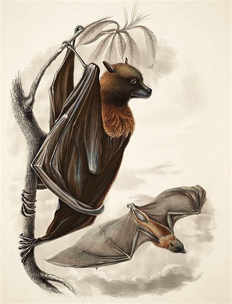 Fruit Bat Drawing at PaintingValley.com | Explore collection of Fruit Bat Drawing