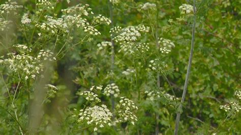 Poison hemlock may look harmless, but it's actually deadly: What you ...