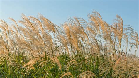 Chinese Silver Grass | San Diego Zoo Animals & Plants