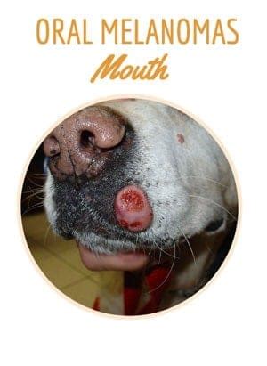 Melanoma Types Of Dog Skin Cancer Pictures - Steve