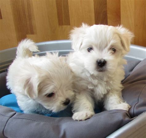 Maltese Puppies For Sale | Pennsylvania Avenue, Los Angeles, CA #255202