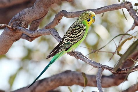 Budgie Breeders Queensland | Budgerigar Breeders qld | About Pet Animals and Pet Care