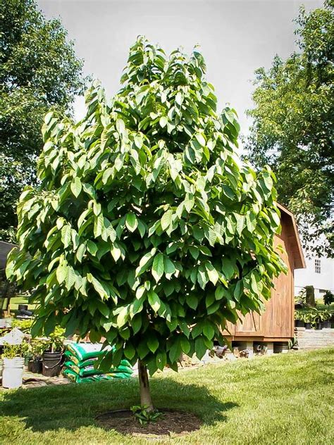 Pawpaw Tree For Sale Online | The Tree Center