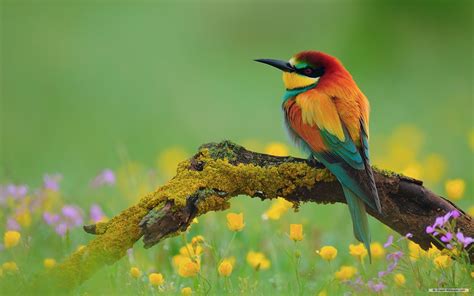 Springtime Animals and Flowers Wallpaper - WallpaperSafari