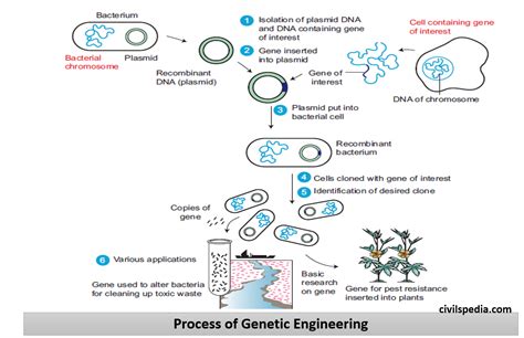 Genetic Engineering - civilspedia.com