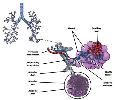 Alveolar Sac Diagram