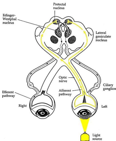 light reflex – Liberal Dictionary