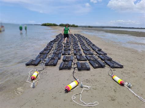 Oyster Reef Restoration