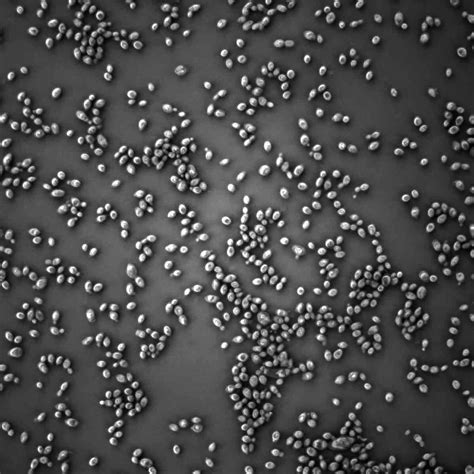 Strain: 5112 for Brettanomyces bruxellensis | Yeast & Cultures by Wyeast Labs