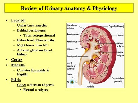 Ppt Anatomy And Physiology Of The Urinary System Powerpoint | Images ...