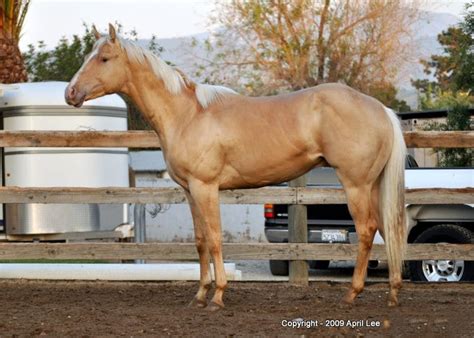 Palomino Horse - Breeds, Colors, and Genetics | Helpful Horse Hints