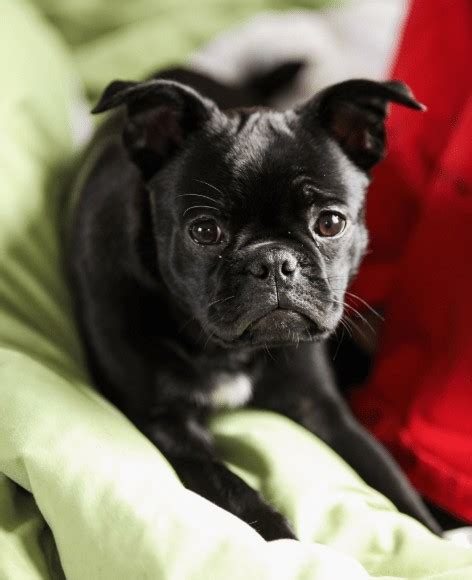 13 French Bulldog Mixes: Fantastic Frenchies!