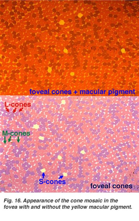 Macula Lutea Histology