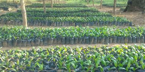 PLANTING FOR EXPORT AND RURAL DEVELOPMENT (PERD) – OIL PALM – Tarkwa ...