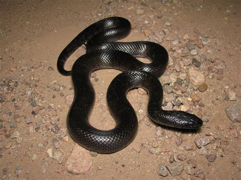 Mexican Black Kingsnake Facts and Pictures | Reptile Fact