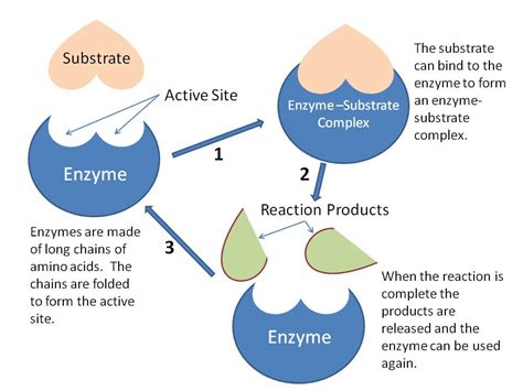 Chemical Reactions And Enzymes Answer Key at Robert Forbes blog