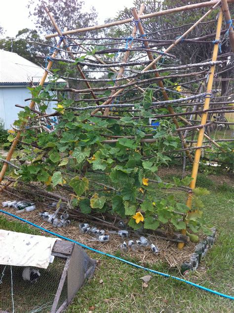 bamboo tunnel early days Tunnel, Bamboo, Veggies, Recycling, Early, Garden, Plants, Vegetable ...