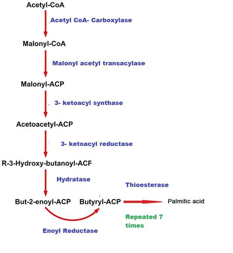 De Novo Fatty Acid Synthesis - New