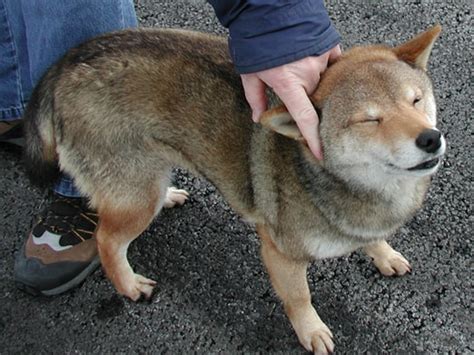 Coydog, Dog and Coyote - SpockTheDog.com