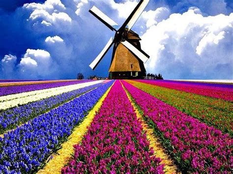 Windmill and Tulips | Tulips and windmills | Pinterest | Windmills and Tulip