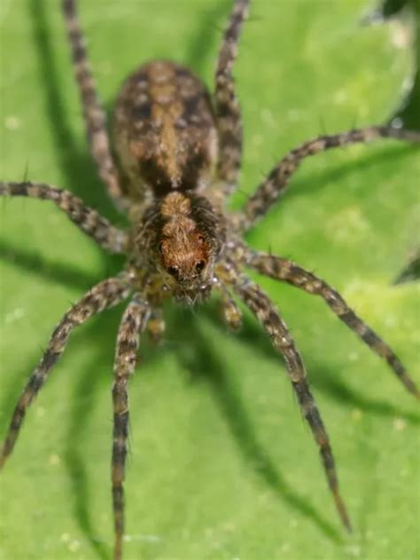 Hobo Spider: Identification, Habits, and Effective Control Methods - Planet Natural