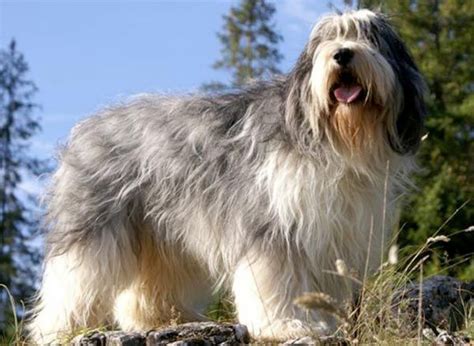 Polish Lowland Sheepdog vs Belgian Shepherd Dog (Laekenois) - Breed ...