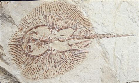 Fossil Ray (Cyclobatis) From Lebanon - 4.45" For Sale (#9442) - FossilEra.com